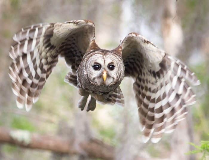  Owl atau burung hantu merupakan burung yang beraktivitas pada malam hari dan konon katany BURUNG HANTU : Cara Merawat, Pakan, Jenis, Harga Jual (Lengkap)