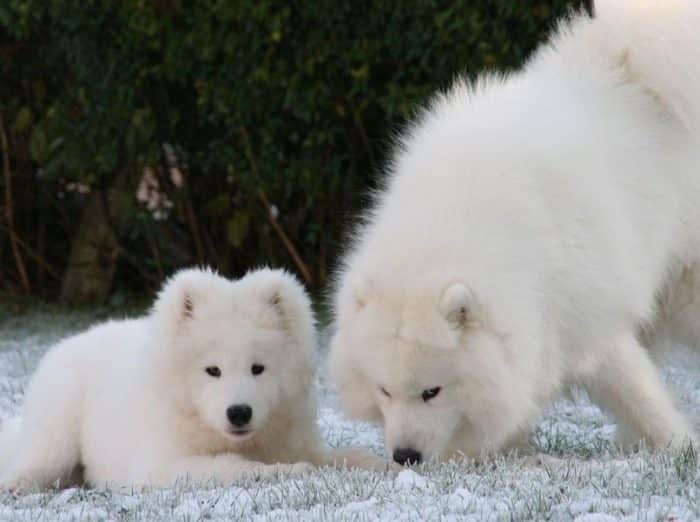  Anjing Samoyed merupakan salah satu jenis anjing ANJING SAMOYED : Cara Merawat, Pakan, Harga Jual (Lengkap)