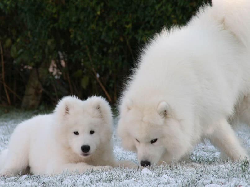 Fakta Menarik Anjing Samoyed - Thegorbalsla