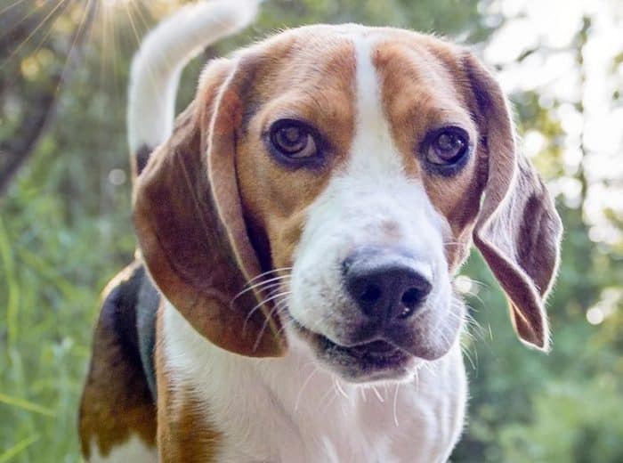  Setiap orang tentu memiliki jenis hewan kesukaannya masing  ANJING BEAGLE : Cara Merawat, Pakan, Harga Jual (Lengkap)