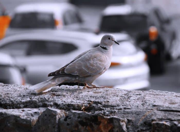 Burung Dara Cara Merawat Pakan Harga Jual Lengkap