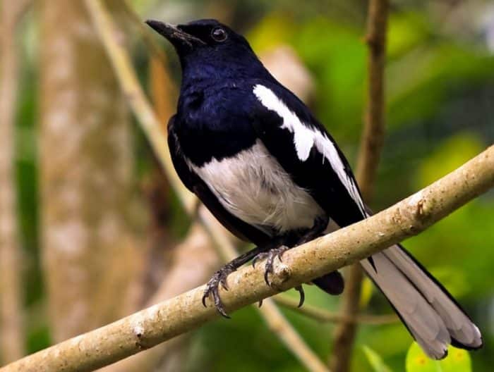  Memelihara binatang sebagai bentuk hobi meupakan tren yang tengah berkembang saat ini BURUNG KACER : Cara Merawat, Pakan, Harga Jual (Lengkap)