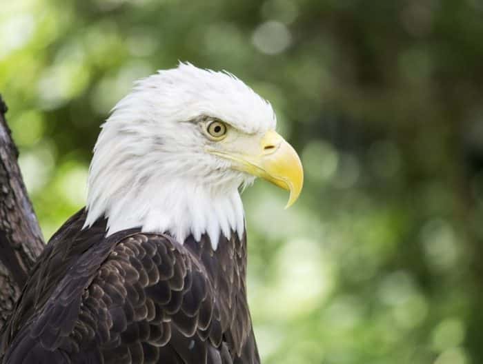 burung garuda terbesar di dunia