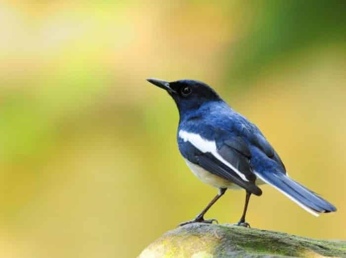  Memelihara binatang sebagai bentuk hobi meupakan tren yang tengah berkembang saat ini BURUNG KACER : Cara Merawat, Pakan, Harga Jual (Lengkap)