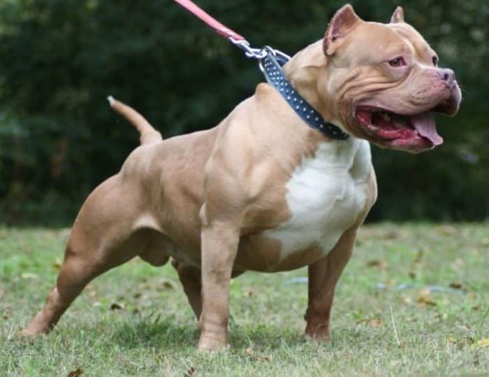  Sebelum anda memutuskan untuk memelihara anjing pitbull ANJING PITBULL : Cara Merawat, Pakan, Harga Jual (Lengkap)