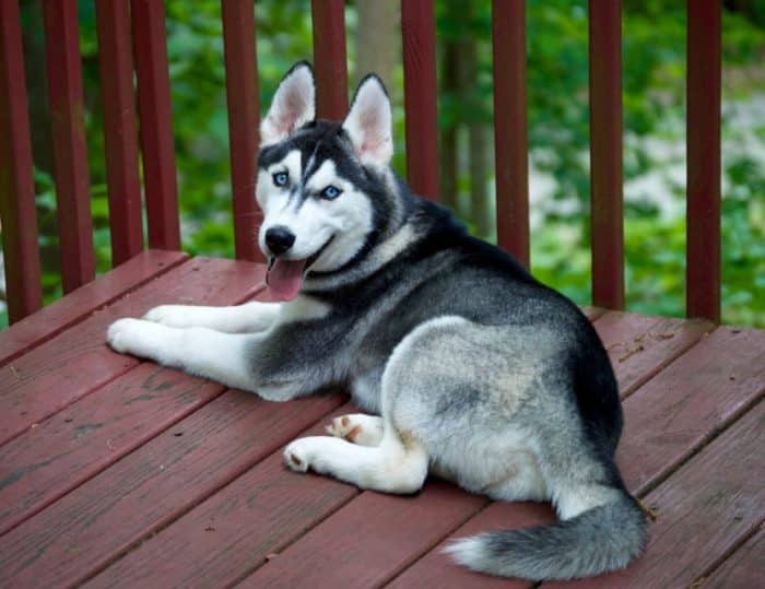 beli siberian husky