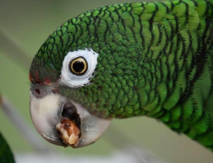  Burung beo merupakan salah satu jenis burung yang cukup unik BURUNG BEO : Cara Merawat, Pakan, Harga Jual (Lengkap)