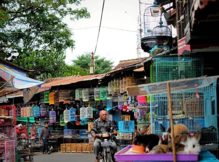  Burung cendrawasih merupakan binatang dari keluarga paradisaeidae dan termasuk salah satu BURUNG CENDRAWASIH : Cara Merawat, Pakan, Harga Jual (Lengkap)