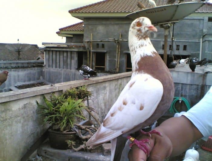  burung dara pasti bukanlah sesuatu yang asing BURUNG DARA : Cara Merawat, Pakan, Harga Jual (Lengkap)