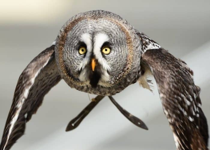  Owl atau burung hantu merupakan burung yang beraktivitas pada malam hari dan konon katany BURUNG HANTU : Cara Merawat, Pakan, Jenis, Harga Jual (Lengkap)