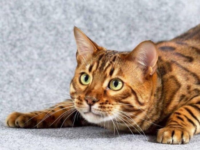  Bagi kebanyakan orang yang suka memelihara kucing dengan kenis persia KUCING BENGAL : Cara Merawat, Pakan, Harga Jual (Lengkap)