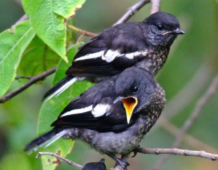  Memelihara binatang sebagai bentuk hobi meupakan tren yang tengah berkembang saat ini BURUNG KACER : Cara Merawat, Pakan, Harga Jual (Lengkap)