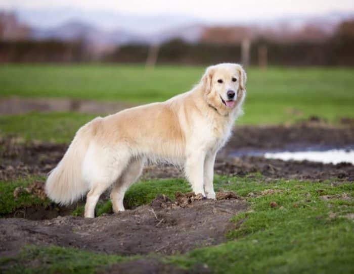  Anjing merupakan salah satu binatang yang paling banyak dijadikan peliharaan ANJING GOLDEN : Cara Merawat, Pakan, Harga Jual (Lengkap)