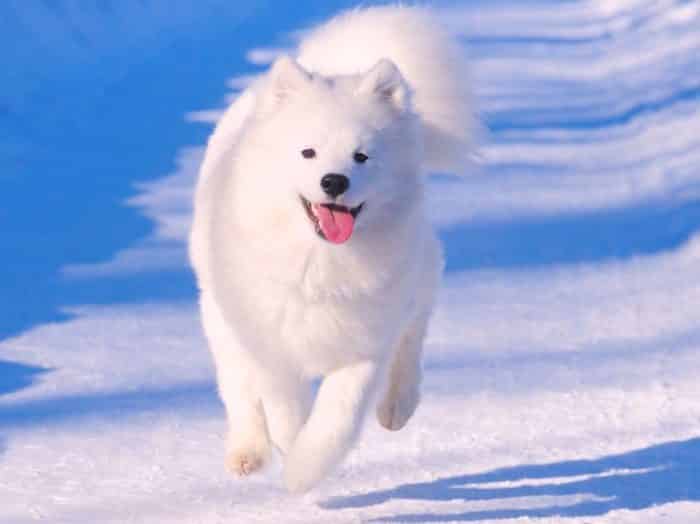  Anjing Samoyed merupakan salah satu jenis anjing ANJING SAMOYED : Cara Merawat, Pakan, Harga Jual (Lengkap)