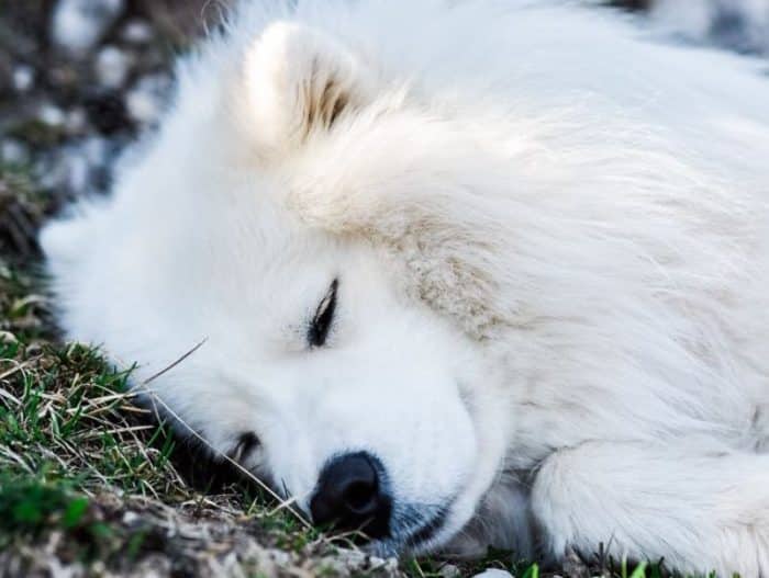  Anjing Samoyed merupakan salah satu jenis anjing ANJING SAMOYED : Cara Merawat, Pakan, Harga Jual (Lengkap)