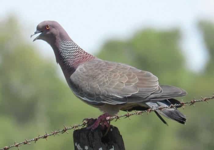  burung dara pasti bukanlah sesuatu yang asing BURUNG DARA : Cara Merawat, Pakan, Harga Jual (Lengkap)