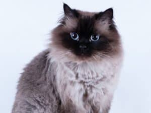 Kucing Himalaya - Thegorbalsla