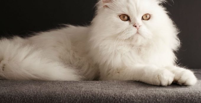 Kucing Anggora Warna Coklat Putih 81021+ Nama Untuk