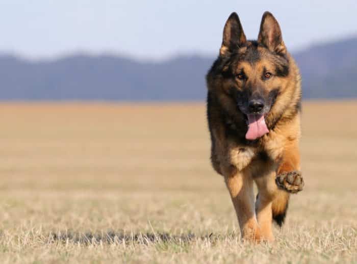  Anjing herder adalah salah anjing yang banyak dipelihara karena sifatnya yang sangat meny ANJING HERDER : Cara Merawat, Pakan, Harga Jual (Lengkap)