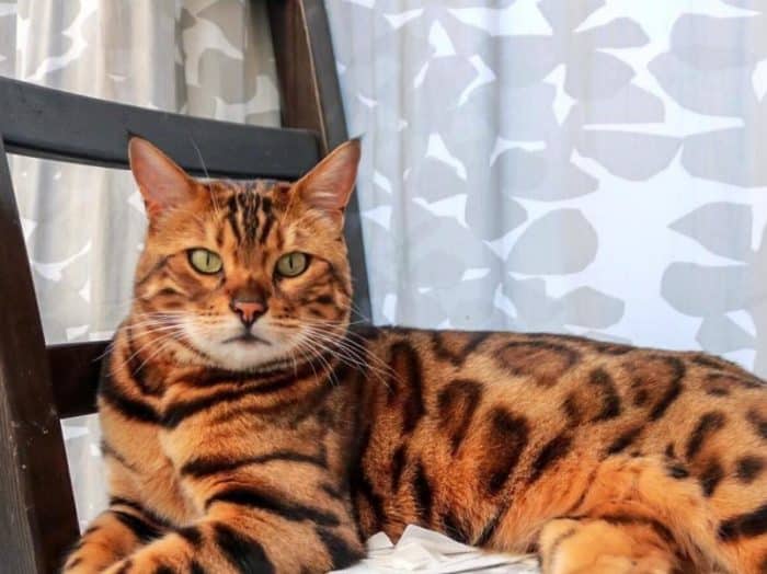  Bagi kebanyakan orang yang suka memelihara kucing dengan kenis persia KUCING BENGAL : Cara Merawat, Pakan, Harga Jual (Lengkap)