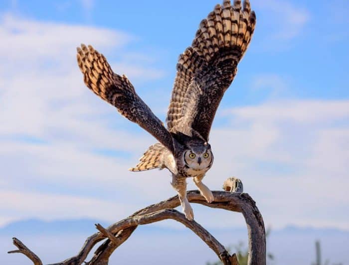  Owl atau burung hantu merupakan burung yang beraktivitas pada malam hari dan konon katany BURUNG HANTU : Cara Merawat, Pakan, Jenis, Harga Jual (Lengkap)