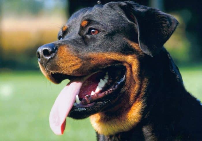  Anjing Rottweiler sendiri adalah salah satu anjing yang mana di kategorikan ANJING ROTTWEILER : Cara Merawat, Pakan, Harga Jual (Lengkap)