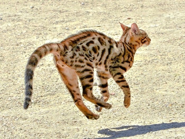  Bagi kebanyakan orang yang suka memelihara kucing dengan kenis persia KUCING BENGAL : Cara Merawat, Pakan, Harga Jual (Lengkap)