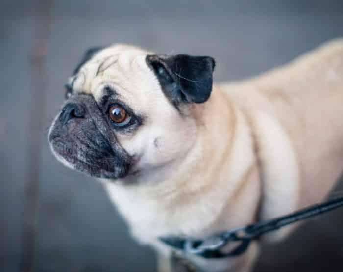  Anjing pug adalah salah satu jenis ras anjing yang begitu populer dewasa ini ANJING PUG : Cara Merawat, Pakan, Harga Jual (Lengkap)