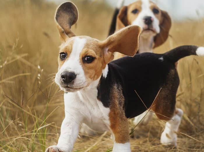  Setiap orang tentu memiliki jenis hewan kesukaannya masing  ANJING BEAGLE : Cara Merawat, Pakan, Harga Jual (Lengkap)