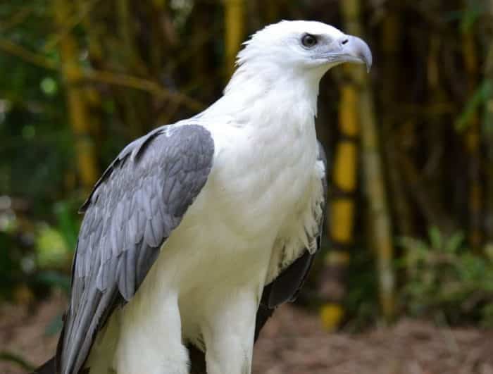 burung elang dengan burung garuda