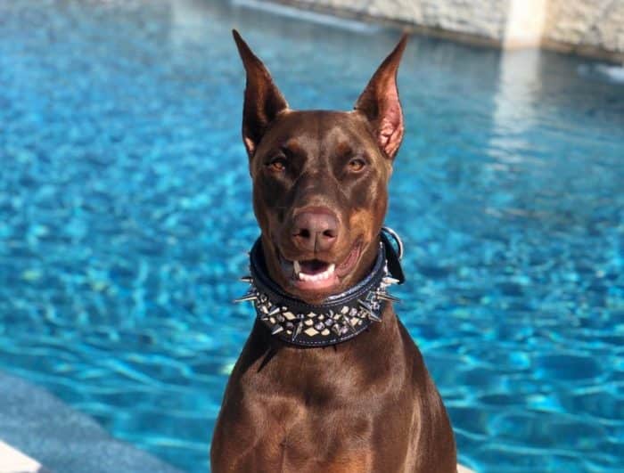  atau sering disebut anjing doberman adalah salah satu anjing terbaik di Indonesa ANJING DOBERMAN : Cara Merawat, Pakan, Harga Jual (Lengkap)