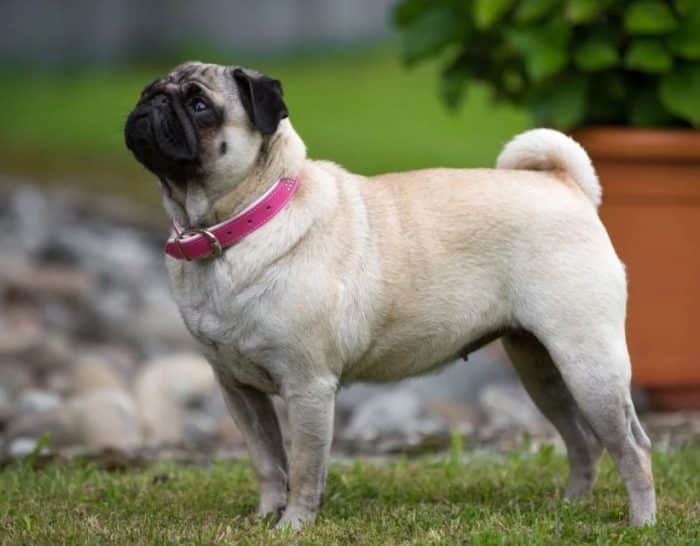 ANJING PUG : Cara Merawat, Pakan, Harga Jual (Lengkap)