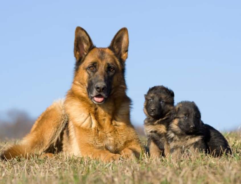 Pakan Terbaik untuk Anjing Herder - Thegorbalsla
