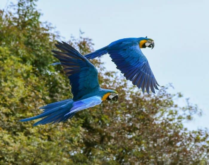  Burung beo merupakan salah satu jenis burung yang cukup unik BURUNG BEO : Cara Merawat, Pakan, Harga Jual (Lengkap)