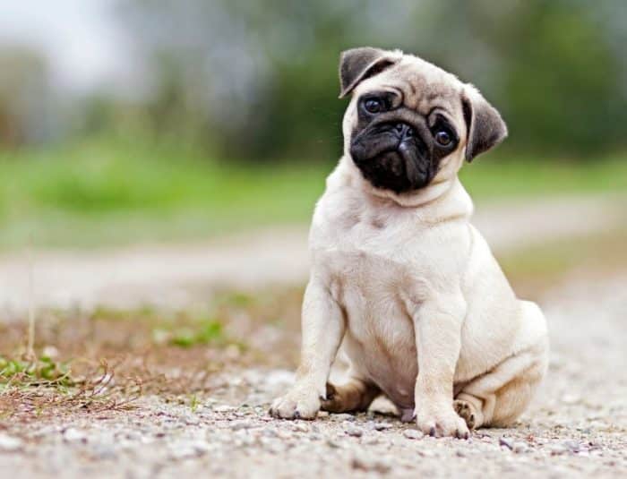  Anjing pug adalah salah satu jenis ras anjing yang begitu populer dewasa ini ANJING PUG : Cara Merawat, Pakan, Harga Jual (Lengkap)