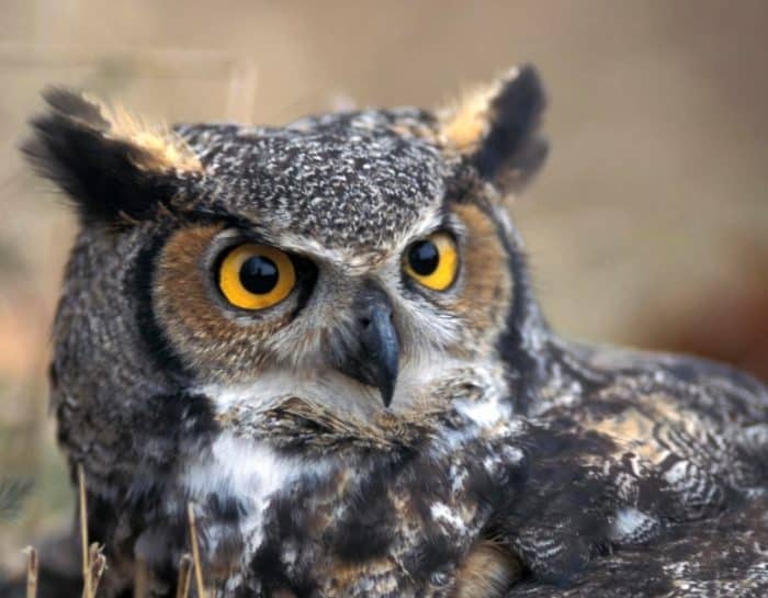  Owl atau burung hantu merupakan burung yang beraktivitas pada malam hari dan konon katany BURUNG HANTU : Cara Merawat, Pakan, Jenis, Harga Jual (Lengkap)