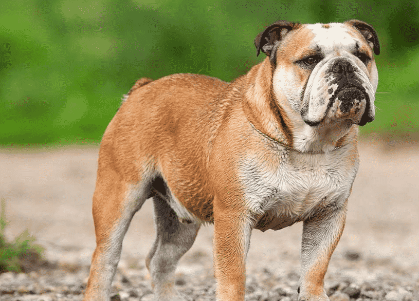 Perawatan Kandang Anjing Bulldog - Thegorbalsla