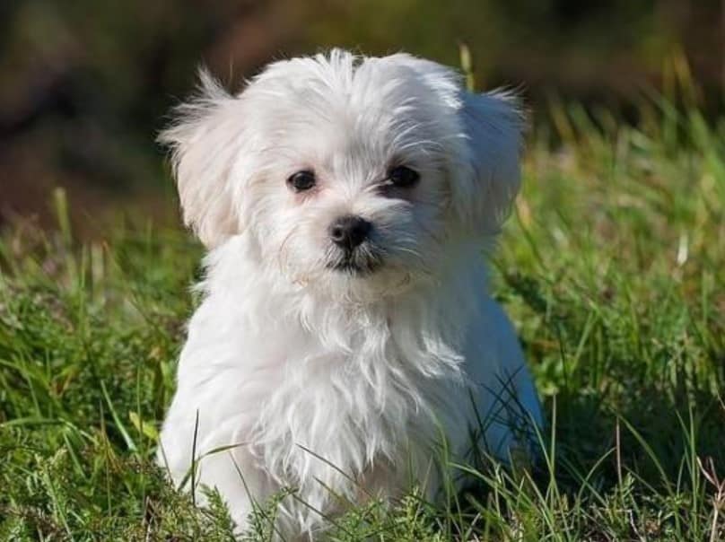 Perawatan Kandang Anjing Maltese - Thegorbalsla