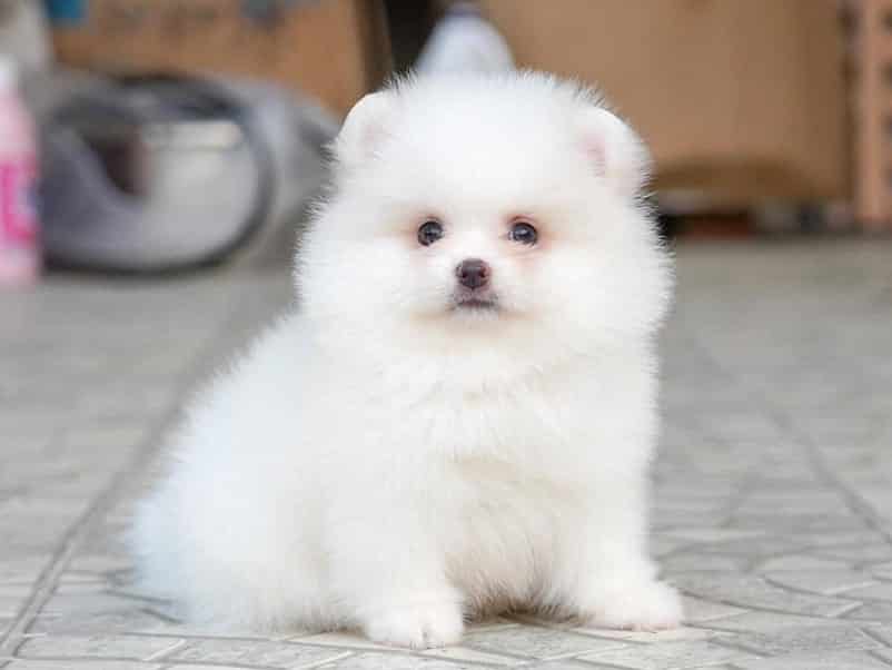 Perawatan Kandang Anjing Mini Pom Thegorbalsla