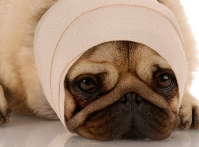  Anjing pug adalah salah satu jenis ras anjing yang begitu populer dewasa ini ANJING PUG : Cara Merawat, Pakan, Harga Jual (Lengkap)