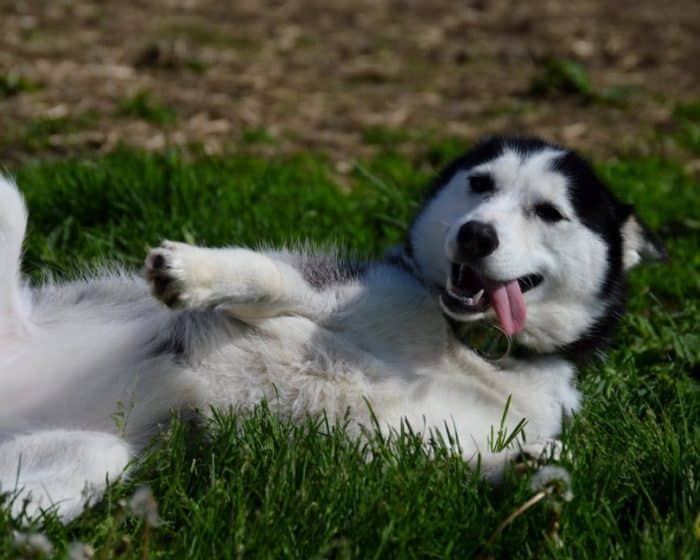  Memelihara binatang adalah salah satu hobi yang banyak disukai ANJING SIBERIAN HUSKY : Cara Merawat, Pakan, Harga Jual (Lengkap)