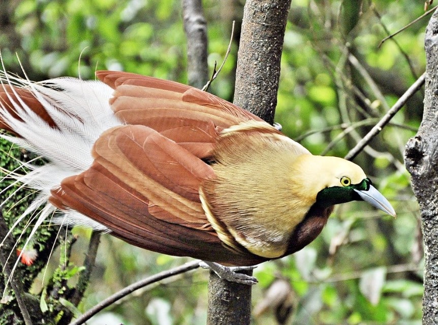 Perawatan Kandang Burung Cendrawasih Thegorbalsla