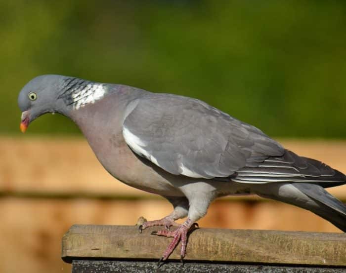  burung dara pasti bukanlah sesuatu yang asing BURUNG DARA : Cara Merawat, Pakan, Harga Jual (Lengkap)