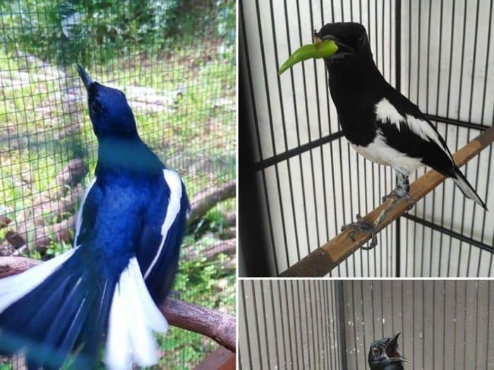 53 Gambar Binatang Burung Kacer Gratis Terbaik