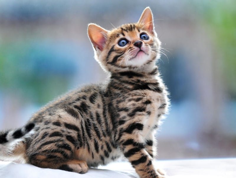 KUCING BENGAL : Cara Merawat, Pakan, Harga Jual (Lengkap)