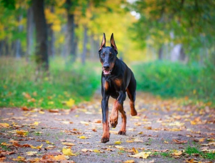  atau sering disebut anjing doberman adalah salah satu anjing terbaik di Indonesa ANJING DOBERMAN : Cara Merawat, Pakan, Harga Jual (Lengkap)