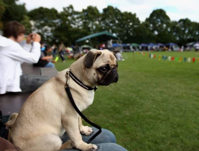  Anjing pug adalah salah satu jenis ras anjing yang begitu populer dewasa ini ANJING PUG : Cara Merawat, Pakan, Harga Jual (Lengkap)