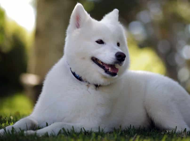 Perilaku Anjing Samoyed - Thegorbalsla