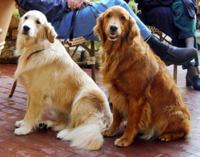  Anjing merupakan salah satu binatang yang paling banyak dijadikan peliharaan ANJING GOLDEN : Cara Merawat, Pakan, Harga Jual (Lengkap)