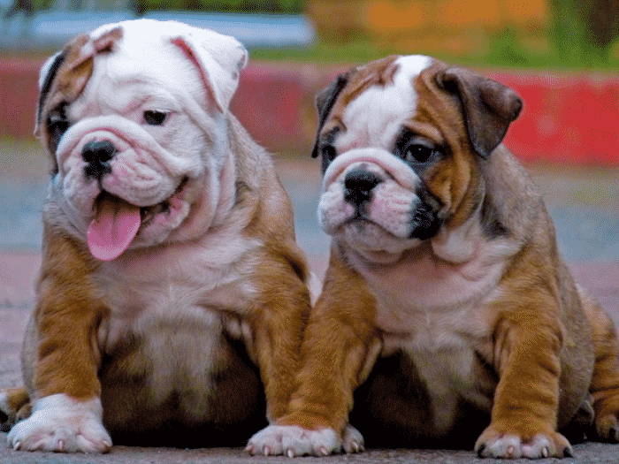 ANJING BULLDOG : Cara Merawat, Pakan, Harga Jual (Lengkap)